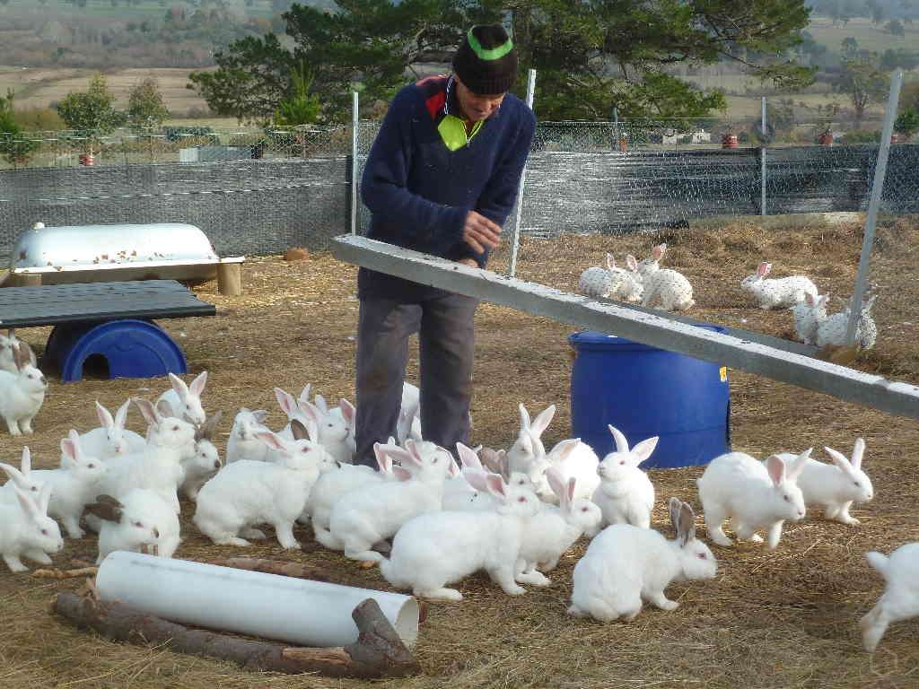 Выгодно или нет разведение кроликов как бизнес: план выращивания