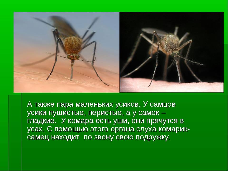 Почему кусают комары не всех: признаки по которым комар выбирает добычу
