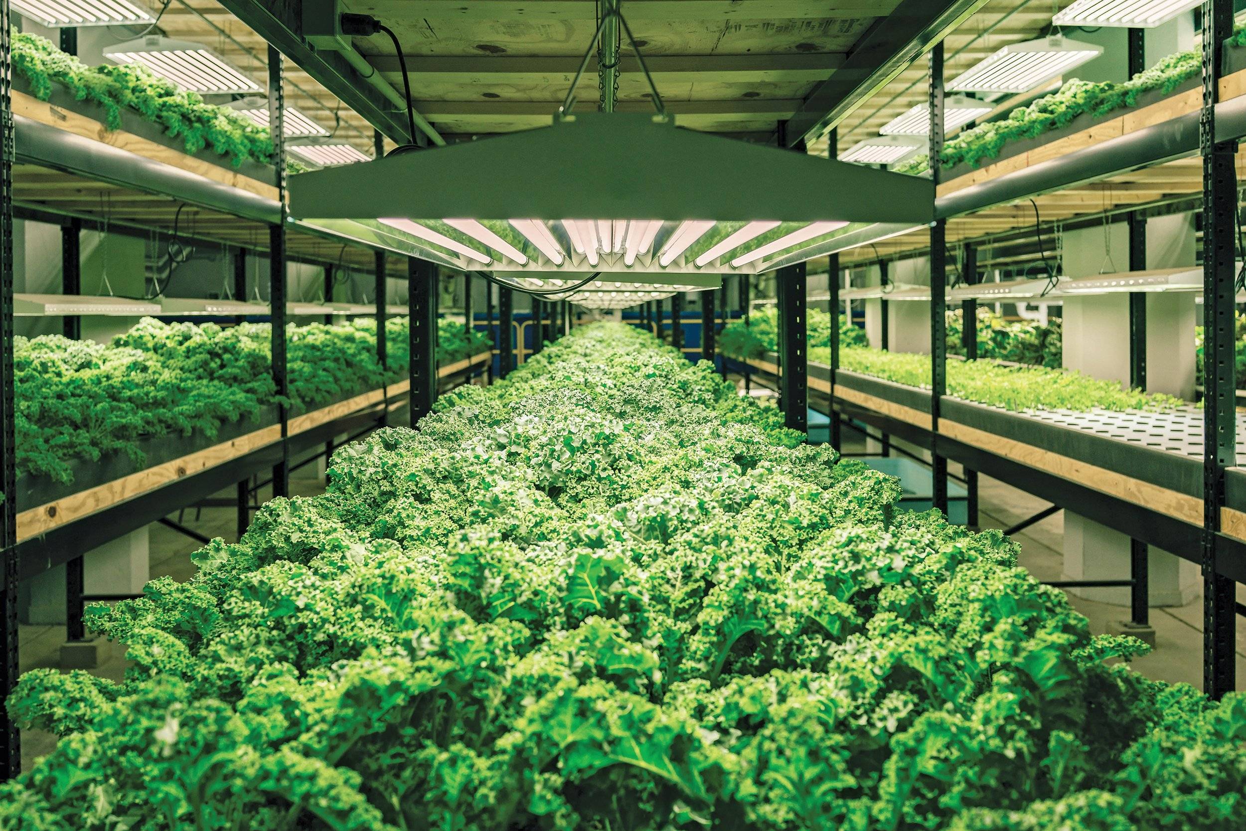 Выращивание зелени в теплице как бизнес в домашних условиях: на продажу, бизнес-план, реализация