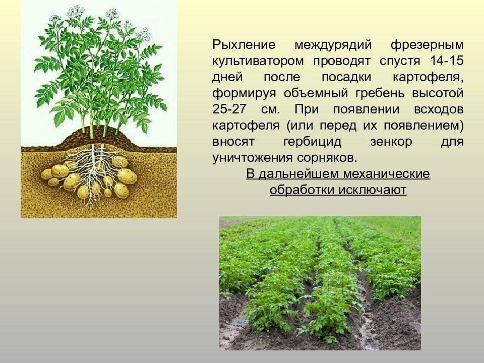 Выгодно ли выращивать картошку для малого бизнеса