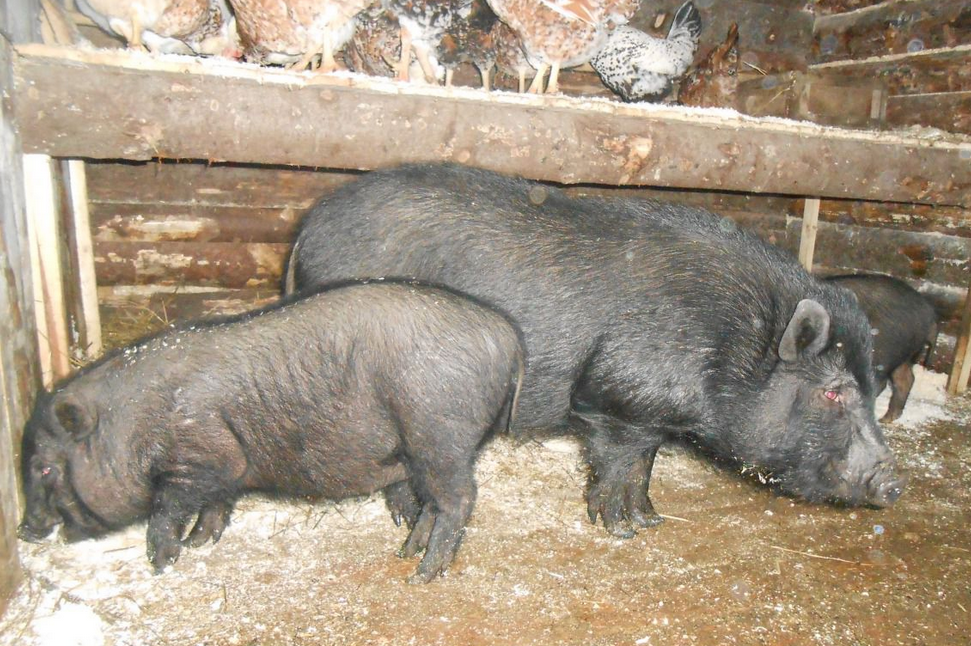 Вьетнамские вислобрюхие свиньи — преимущества породы и особенности содержания. сарай, кормление, потомство. фото — ботаничка