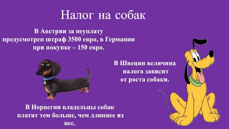 Налог на домашних животных в россии в 2019 году - будет ли введен