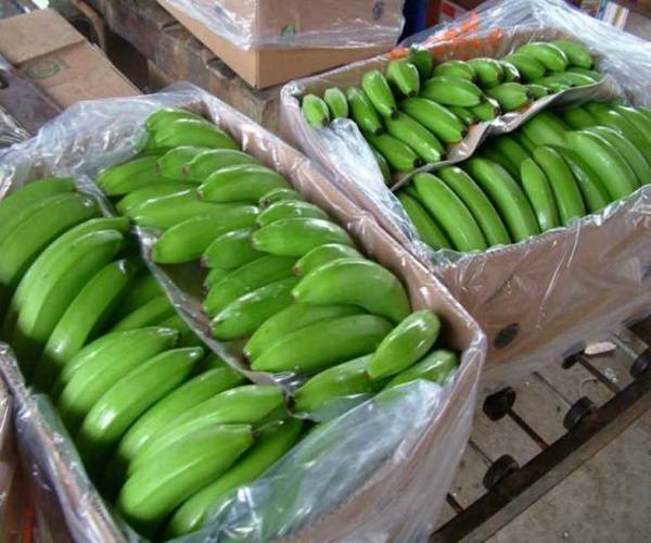 Откуда привозят бананы в россию?
