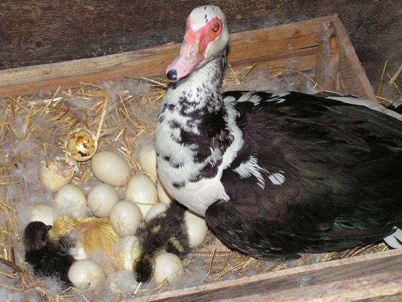 Сколько дней сидит индоутка на яйцах: сроки до вылупления в домашних условиях