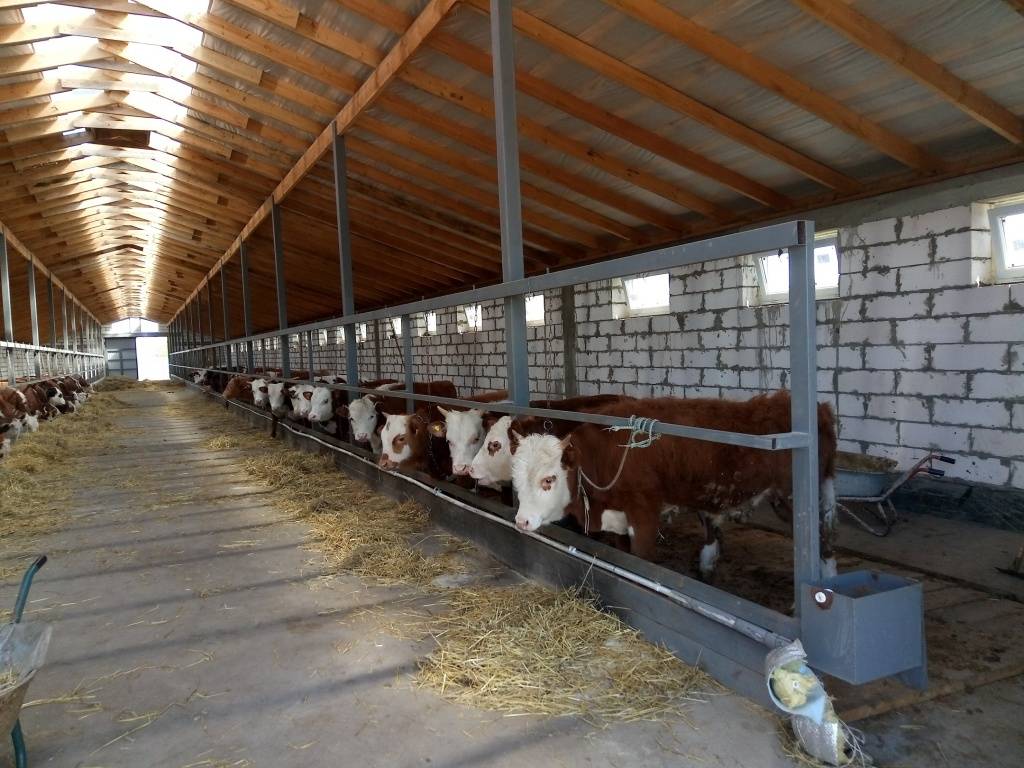 Молочная ферма как бизнес: план и перспективы развития