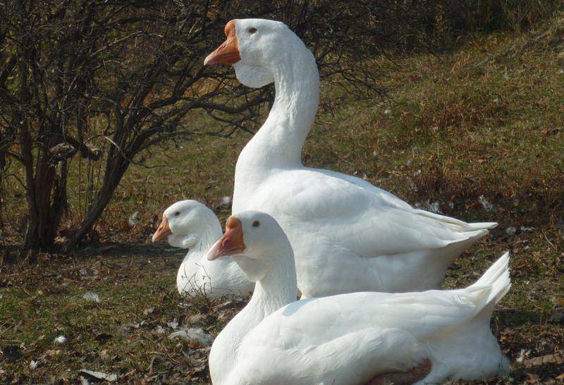 Преимущества, недостатки и рентабельность выращивания гусей линда