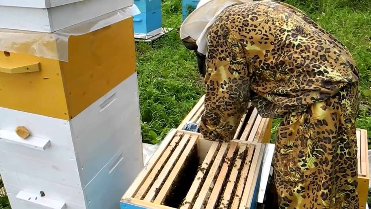 Пчеловодство для начинающих: с чего начать, советы, видео