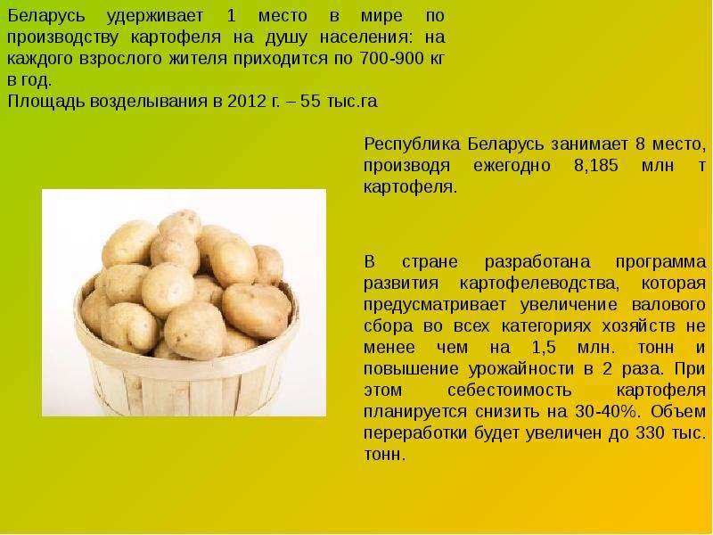 Выращивание картофеля: как организовать бизнес (ноябрь 2022) — vipidei.com