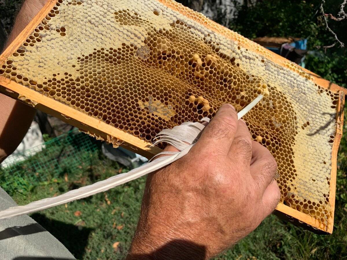 Пчеловодство для начинающих: уроки от а до я, какой улей выбрать и с чего начать новичку с нуля, все о пчелах в домашних условиях