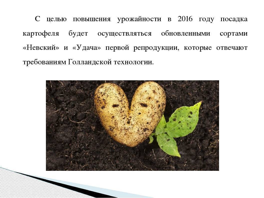 Бизнес план по выращиванию картофеля
