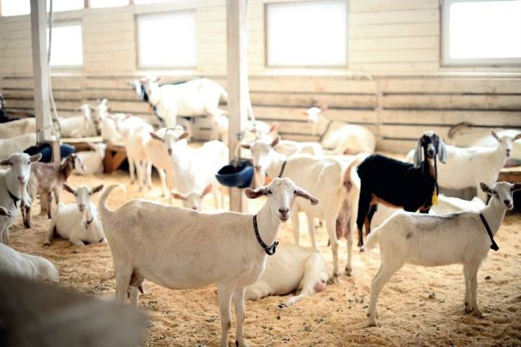 Бизнес план открытия молочной фермы на 10, 20, 50 и 100 голов крс, оборудование, расчет рентабельности мини цеха по производству и переработке мяса