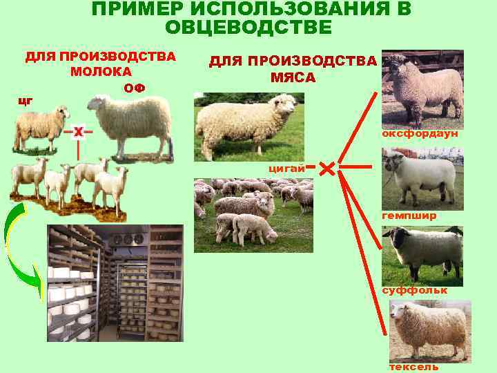 Бизнес-план: разведение овец от а до я. разведение романовских овец как бизнес :: businessman.ru