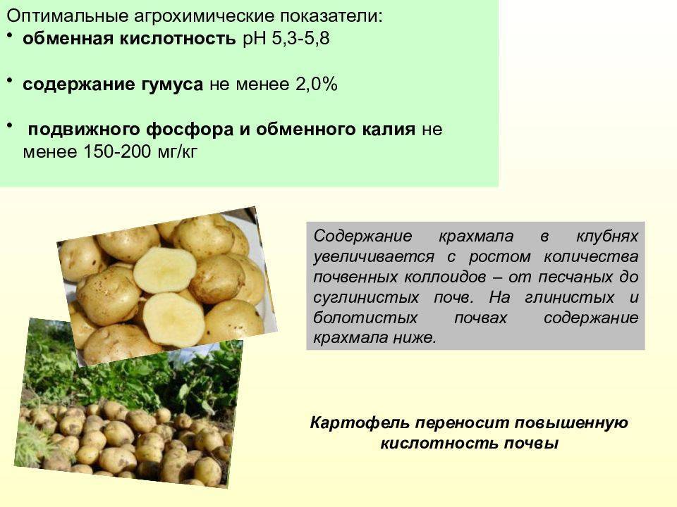 Бизнес-план по выращиванию картофеля