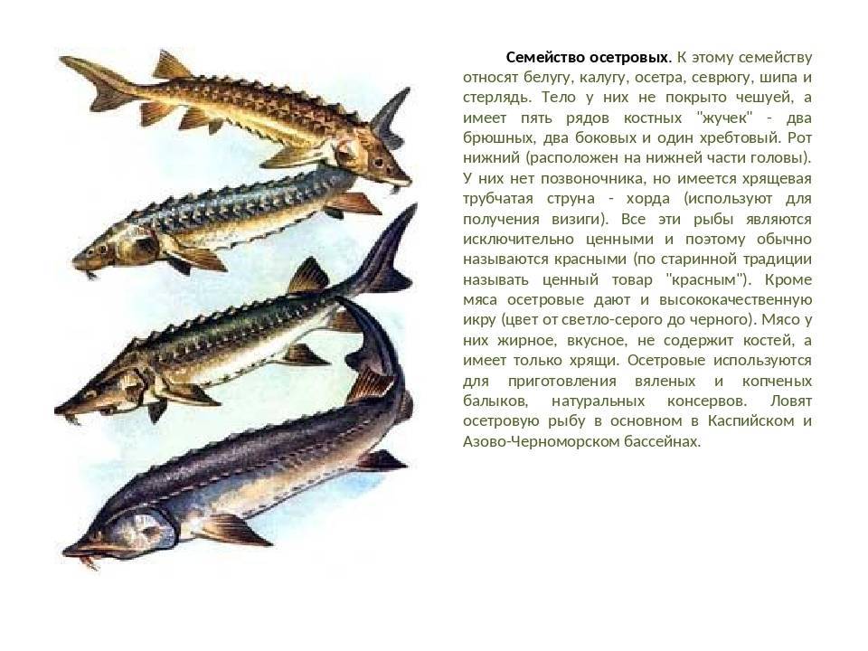 Осетровые виды рыб — семейство осетровых