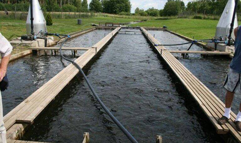 Разведение рыбы в искусственных водоемах как бизнес: как сделать пруд, бизнес-план