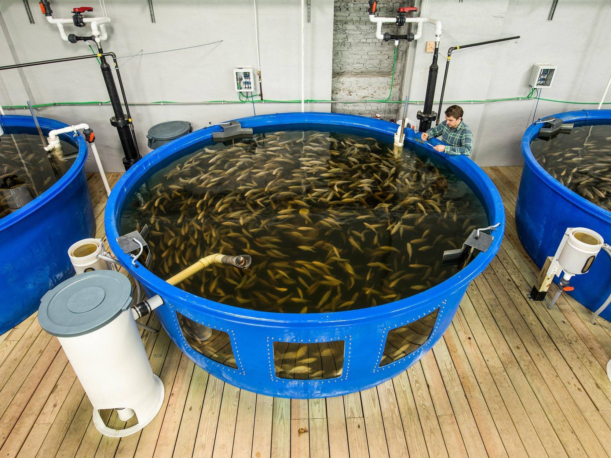 Разведение рыбы в искусственных водоёмах - с чего начать, расчеты