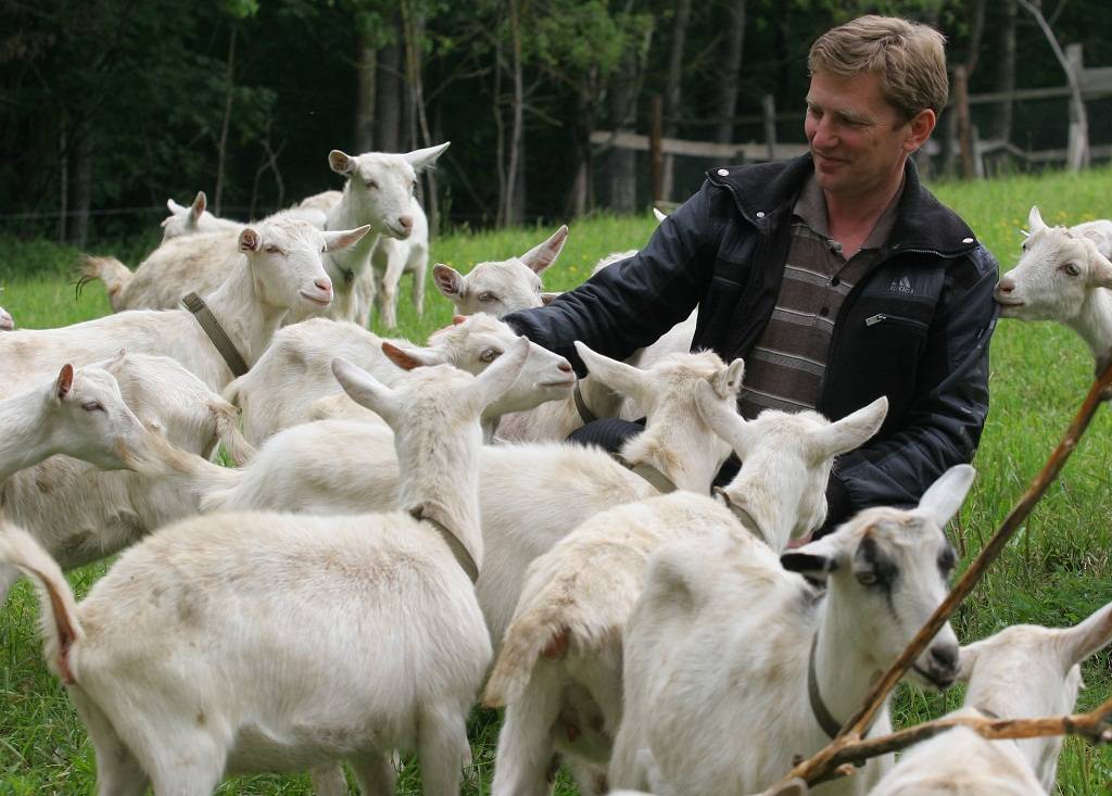 Разведение коз как бизнес: с чего начать, расчет доходности