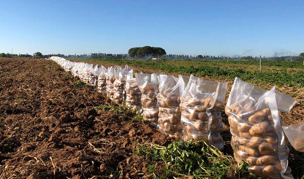 Бизнес-план по выращиванию картофеля: расчеты и практические рекомендации