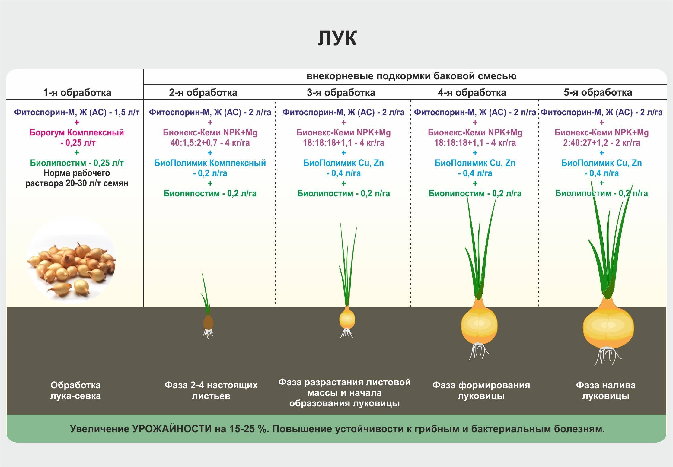Выращивание чеснока как бизнес с нуля в 2022 году – biznesideas.ru
