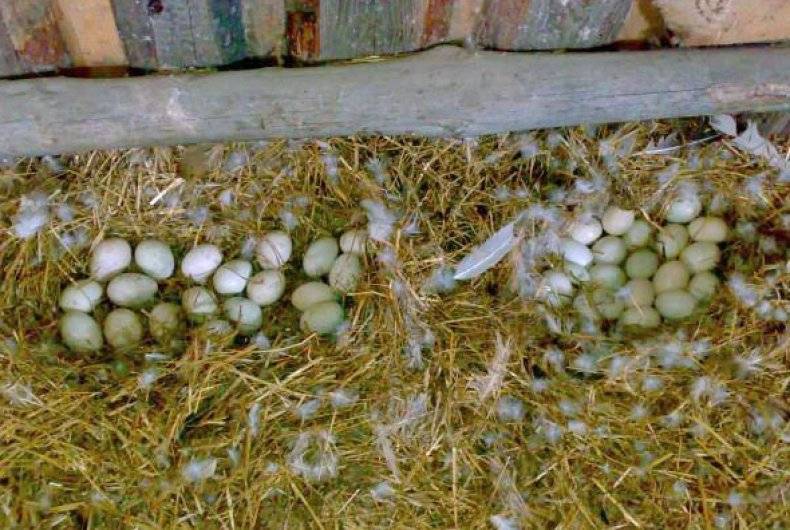Сколько дней разные виды уток сидят на яйцах, и что влияет на срок вывода