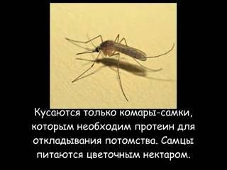 Почему комары кусают не всех, и кто вообще кусается? почему одних комары кусают больше других: критерии их выбора, подходящий запах