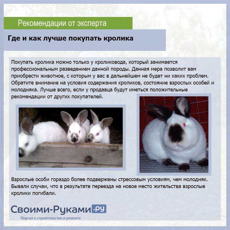 Калифорнийский кролик: описание породы, содержание, характеристика