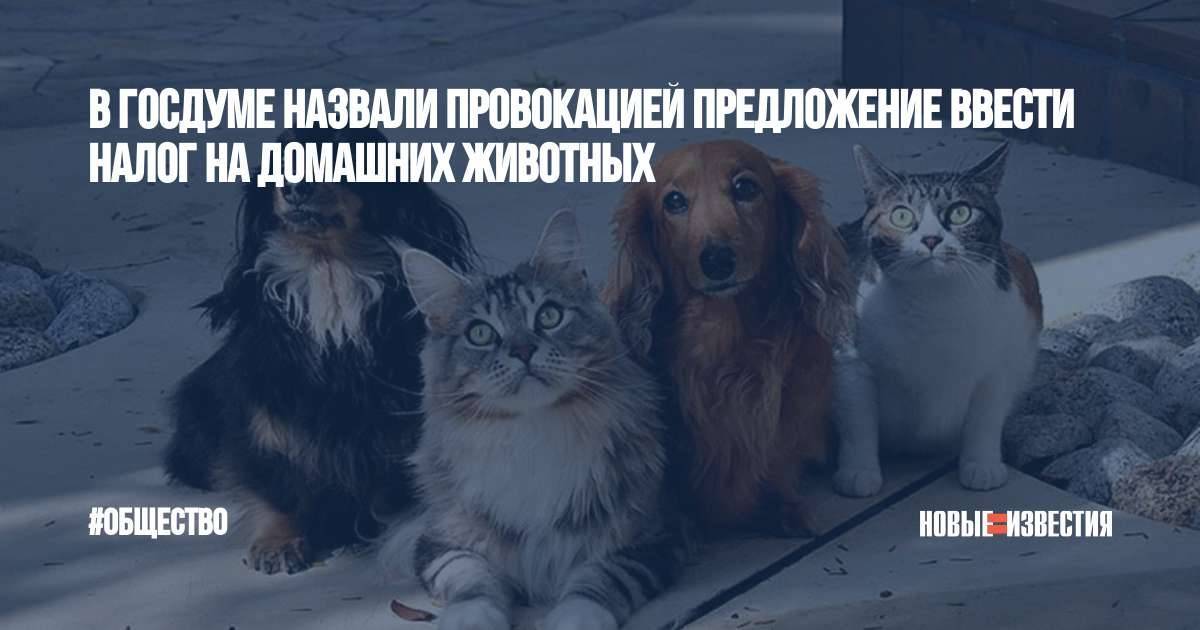 В россии введут налог на домашних животных: сколько придется платить за питомцев?