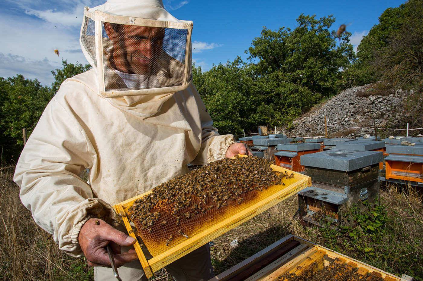 Как заняться пчеловодством