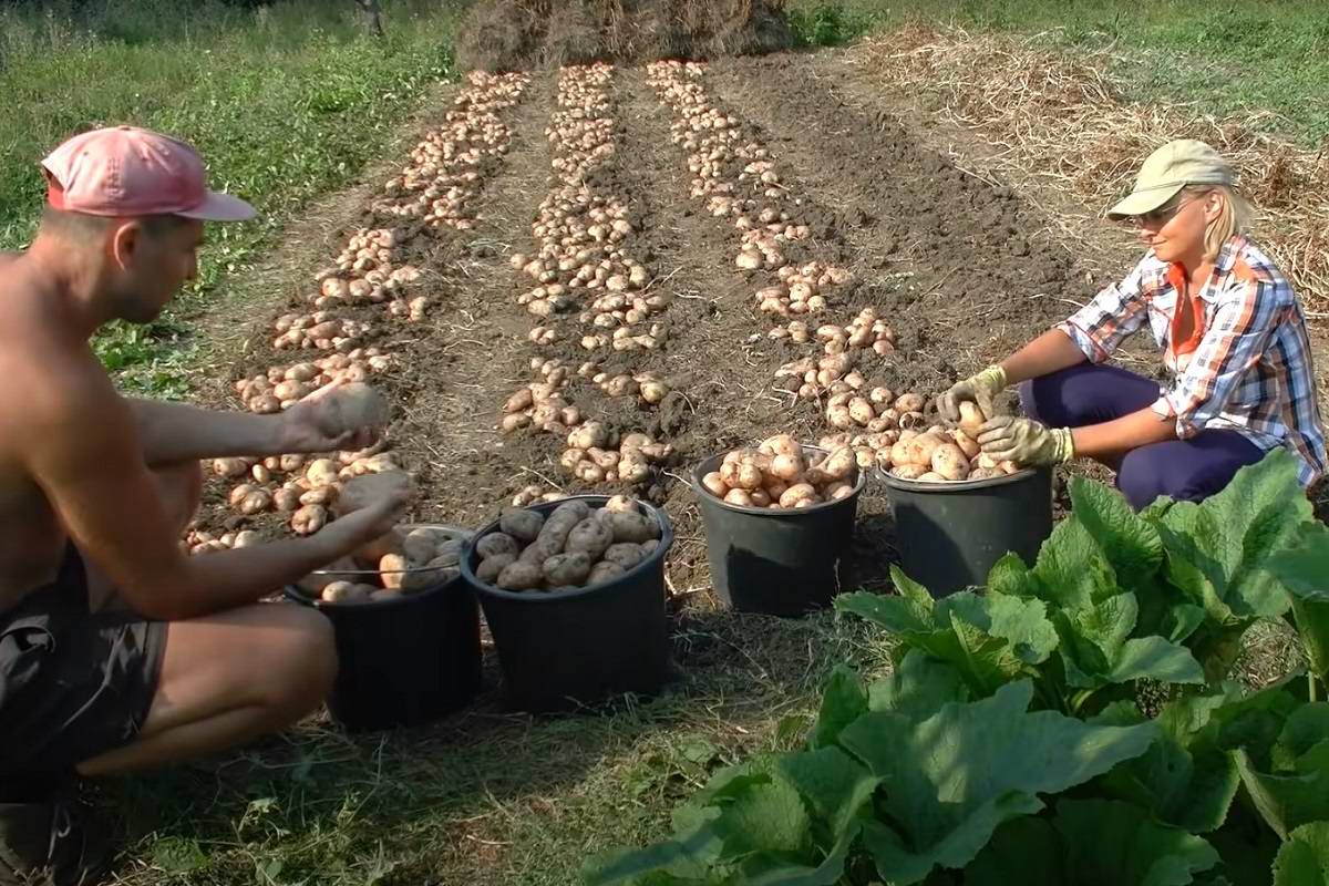 Бизнес на картофеле. реальная история сельской семьи – reconomica — истории из жизни реальных людей