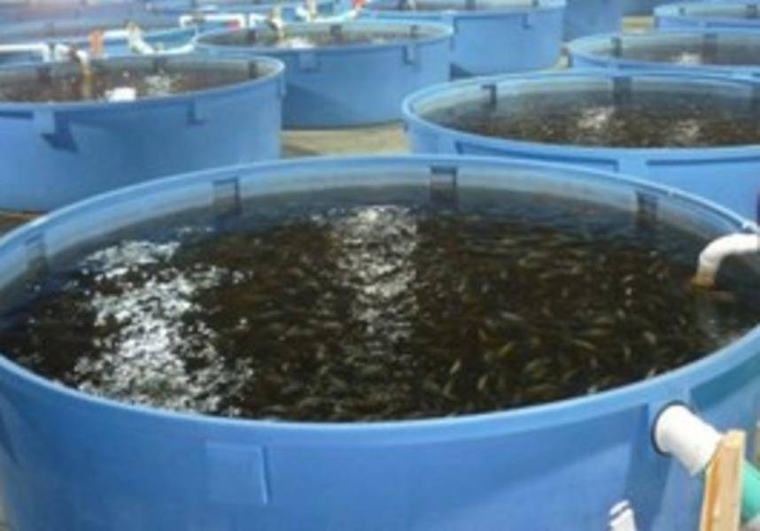 Руководство по построению бизнеса на разведении рыбы