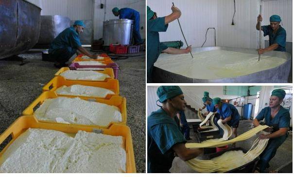 Мини цех производства сыра как бизнес