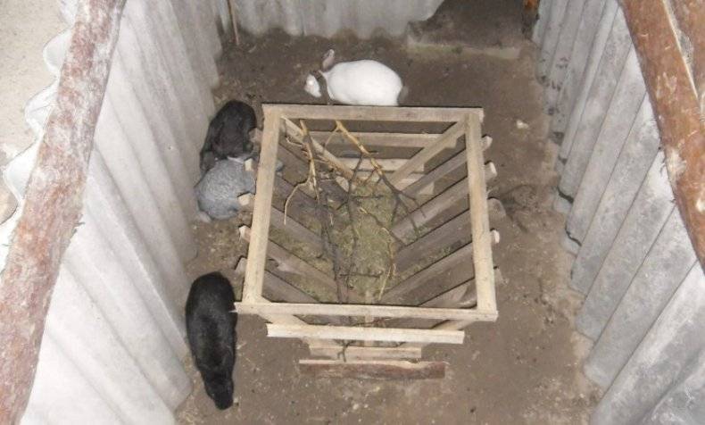 Разведение кроликов в яме как бизнес: отзывы, фото, схема ямы