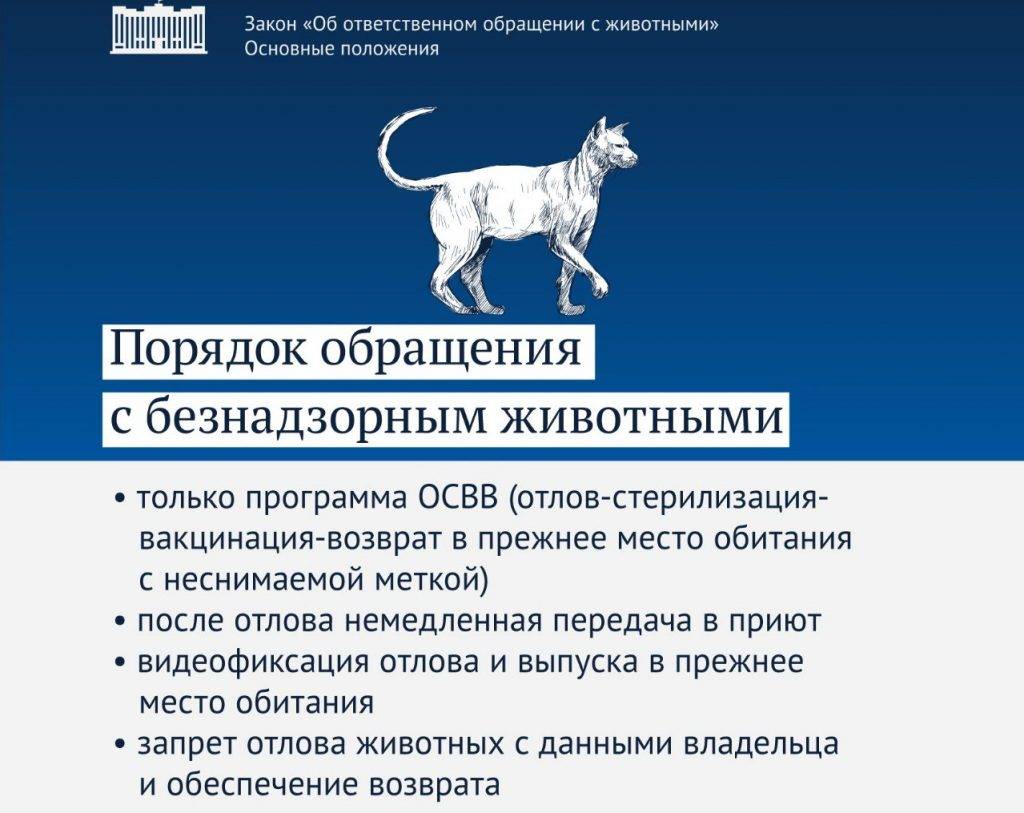 Закон о домашних животных в россии — что ждет владельцев кошек и собак в 2022 году