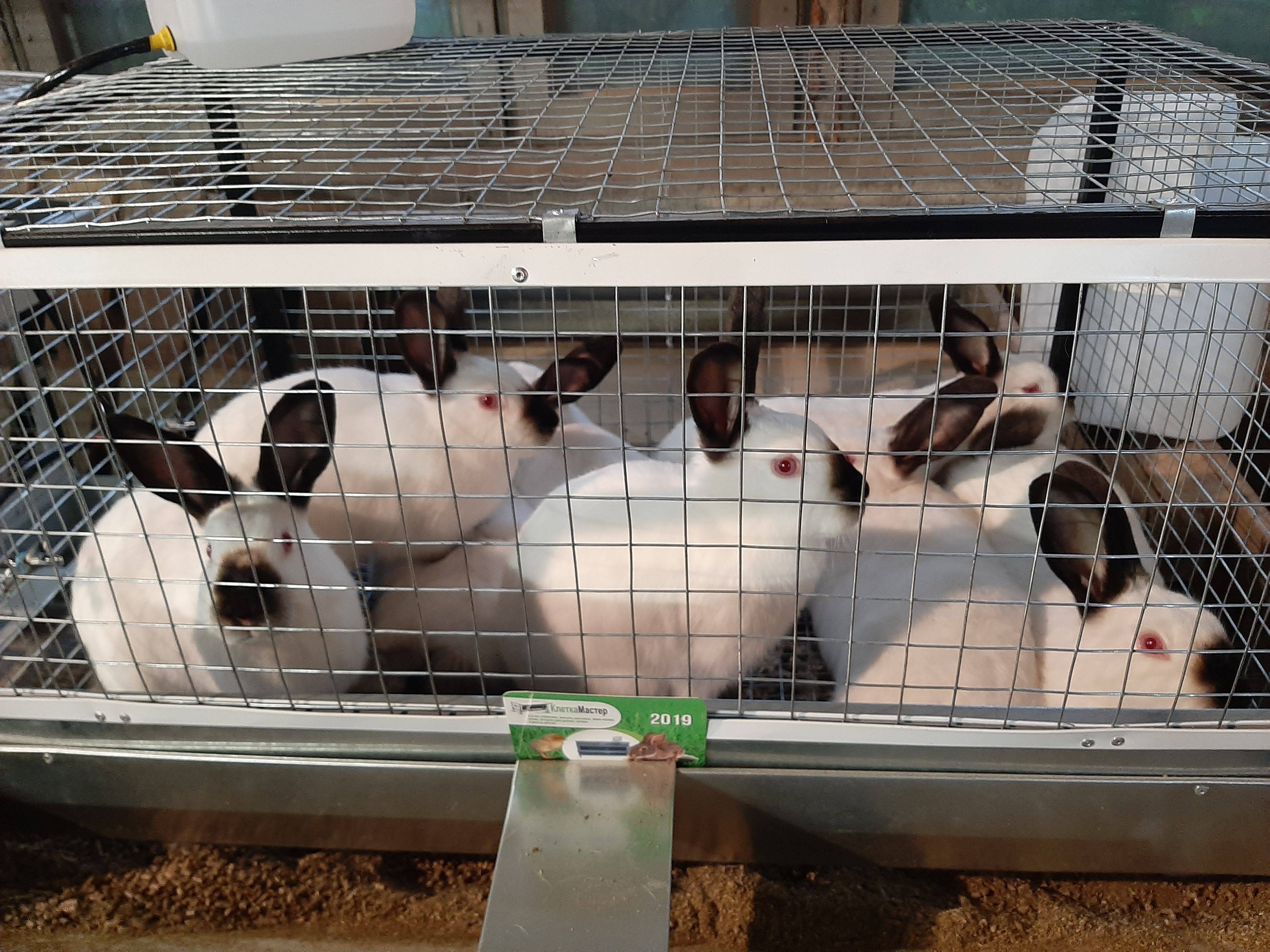Разведение кроликов как бизнес выгодно или нет? можно просто во дворе?