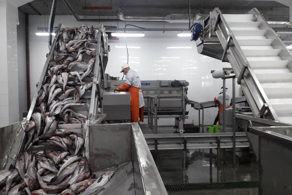 Переработка рыбных отходов. производство рыбной муки