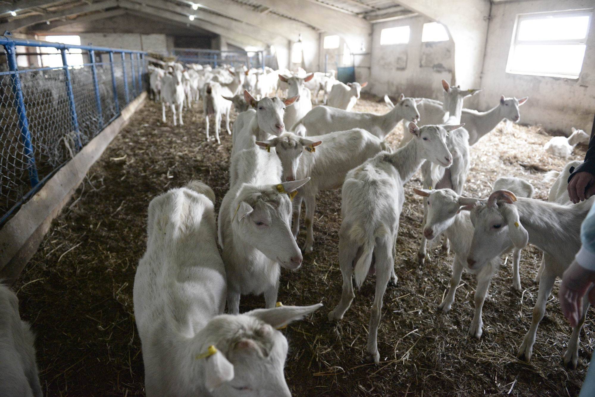Бизнес-план фермы по производству козьего молока