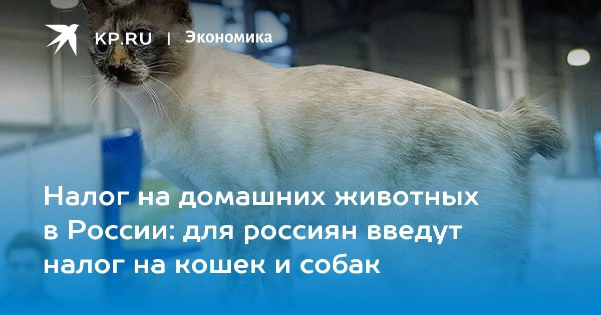 Петиция во избежании роста бездомных животных, отменить введение налога на содержание животных! — обсуждение в группе "кошки" | птичка.ру
