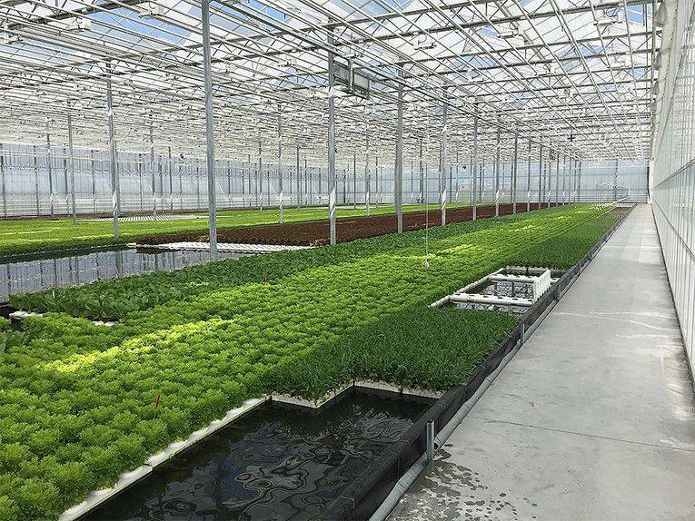 Выращивание зелени как бизнес: пошаговое руководство, советы экспертов